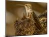USA, Arizona, Tucson, Humming bird nest-Peter Hawkins-Mounted Photographic Print
