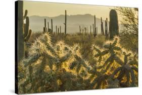 USA, Arizona, Tucson Mountain Park. Backlit cholla cactus in Sonoran Desert.-Jaynes Gallery-Stretched Canvas