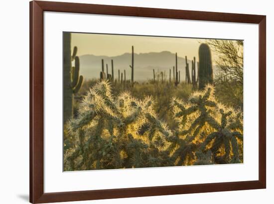 USA, Arizona, Tucson Mountain Park. Backlit cholla cactus in Sonoran Desert.-Jaynes Gallery-Framed Premium Photographic Print