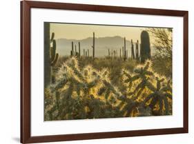 USA, Arizona, Tucson Mountain Park. Backlit cholla cactus in Sonoran Desert.-Jaynes Gallery-Framed Premium Photographic Print