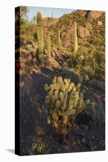 Usa, Arizona, Tucson Mountain Park, Little Cat Mountain-Peter Hawkins-Stretched Canvas