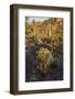 Usa, Arizona, Tucson Mountain Park, Little Cat Mountain-Peter Hawkins-Framed Photographic Print