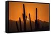 USA, Arizona, Tucson Mountain Park. Sonoran Desert at sunset.-Jaynes Gallery-Framed Stretched Canvas