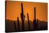 USA, Arizona, Tucson Mountain Park. Sonoran Desert at sunset.-Jaynes Gallery-Stretched Canvas