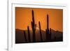 USA, Arizona, Tucson Mountain Park. Sonoran Desert at sunset.-Jaynes Gallery-Framed Photographic Print