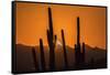 USA, Arizona, Tucson Mountain Park. Sonoran Desert at sunset.-Jaynes Gallery-Framed Stretched Canvas