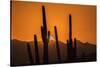 USA, Arizona, Tucson Mountain Park. Sonoran Desert at sunset.-Jaynes Gallery-Stretched Canvas