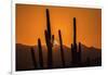 USA, Arizona, Tucson Mountain Park. Sonoran Desert at sunset.-Jaynes Gallery-Framed Photographic Print