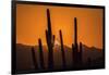 USA, Arizona, Tucson Mountain Park. Sonoran Desert at sunset.-Jaynes Gallery-Framed Photographic Print