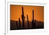 USA, Arizona, Tucson Mountain Park. Sonoran Desert at sunset.-Jaynes Gallery-Framed Premium Photographic Print