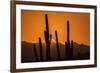 USA, Arizona, Tucson Mountain Park. Sonoran Desert at sunset.-Jaynes Gallery-Framed Premium Photographic Print