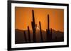 USA, Arizona, Tucson Mountain Park. Sonoran Desert at sunset.-Jaynes Gallery-Framed Premium Photographic Print