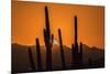 USA, Arizona, Tucson Mountain Park. Sonoran Desert at sunset.-Jaynes Gallery-Mounted Premium Photographic Print