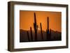 USA, Arizona, Tucson Mountain Park. Sonoran Desert at sunset.-Jaynes Gallery-Framed Photographic Print