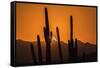 USA, Arizona, Tucson Mountain Park. Sonoran Desert at sunset.-Jaynes Gallery-Framed Stretched Canvas