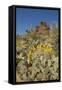 Usa, Arizona, Tucson Mountain Park-Peter Hawkins-Framed Stretched Canvas