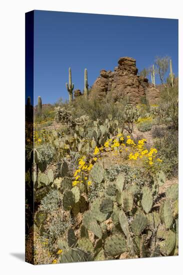 Usa, Arizona, Tucson Mountain Park-Peter Hawkins-Stretched Canvas