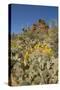 Usa, Arizona, Tucson Mountain Park-Peter Hawkins-Stretched Canvas