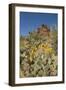 Usa, Arizona, Tucson Mountain Park-Peter Hawkins-Framed Photographic Print