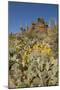 Usa, Arizona, Tucson Mountain Park-Peter Hawkins-Mounted Photographic Print