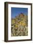 Usa, Arizona, Tucson Mountain Park-Peter Hawkins-Framed Photographic Print