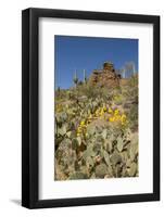 Usa, Arizona, Tucson Mountain Park-Peter Hawkins-Framed Photographic Print