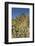 Usa, Arizona, Tucson Mountain Park-Peter Hawkins-Framed Photographic Print