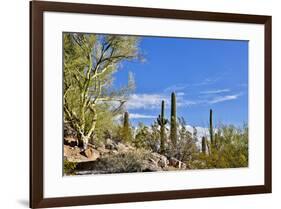 USA, Arizona, Tucson, Path through the Cactus-Hollice Looney-Framed Premium Photographic Print