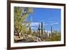 USA, Arizona, Tucson, Path through the Cactus-Hollice Looney-Framed Premium Photographic Print