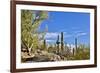 USA, Arizona, Tucson, Path through the Cactus-Hollice Looney-Framed Premium Photographic Print