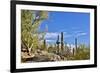 USA, Arizona, Tucson, Path through the Cactus-Hollice Looney-Framed Premium Photographic Print