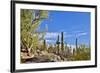 USA, Arizona, Tucson, Path through the Cactus-Hollice Looney-Framed Premium Photographic Print