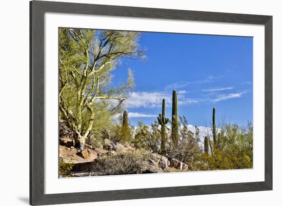 USA, Arizona, Tucson, Path through the Cactus-Hollice Looney-Framed Premium Photographic Print