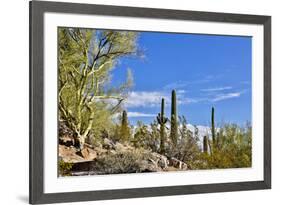 USA, Arizona, Tucson, Path through the Cactus-Hollice Looney-Framed Premium Photographic Print