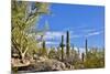 USA, Arizona, Tucson, Path through the Cactus-Hollice Looney-Mounted Premium Photographic Print