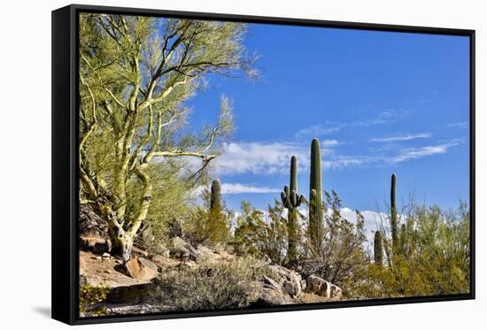 USA, Arizona, Tucson, Path through the Cactus-Hollice Looney-Framed Stretched Canvas