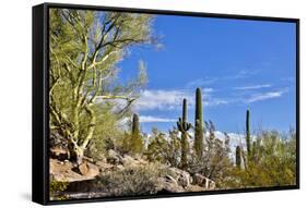 USA, Arizona, Tucson, Path through the Cactus-Hollice Looney-Framed Stretched Canvas