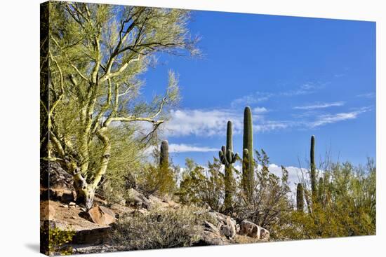 USA, Arizona, Tucson, Path through the Cactus-Hollice Looney-Stretched Canvas