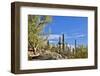 USA, Arizona, Tucson, Path through the Cactus-Hollice Looney-Framed Photographic Print