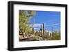 USA, Arizona, Tucson, Path through the Cactus-Hollice Looney-Framed Photographic Print