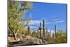 USA, Arizona, Tucson, Path through the Cactus-Hollice Looney-Mounted Photographic Print