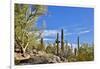 USA, Arizona, Tucson, Path through the Cactus-Hollice Looney-Framed Photographic Print