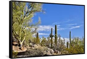 USA, Arizona, Tucson, Path through the Cactus-Hollice Looney-Framed Stretched Canvas
