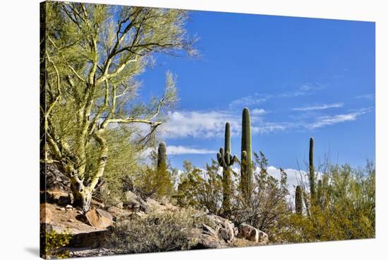 USA, Arizona, Tucson, Path through the Cactus-Hollice Looney-Stretched Canvas