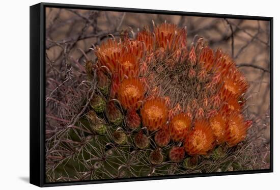 USA, Arizona, Tucson, Saguaro National Park, Rincon Mountain District-Peter Hawkins-Framed Stretched Canvas