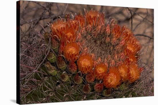 USA, Arizona, Tucson, Saguaro National Park, Rincon Mountain District-Peter Hawkins-Stretched Canvas