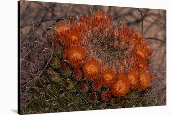 USA, Arizona, Tucson, Saguaro National Park, Rincon Mountain District-Peter Hawkins-Stretched Canvas