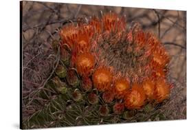 USA, Arizona, Tucson, Saguaro National Park, Rincon Mountain District-Peter Hawkins-Stretched Canvas