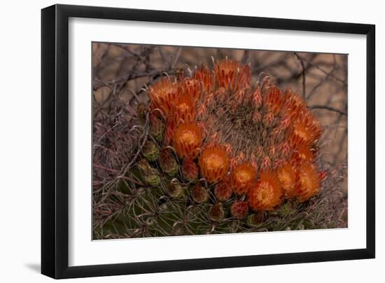 USA, Arizona, Tucson, Saguaro National Park, Rincon Mountain District-Peter Hawkins-Framed Photographic Print