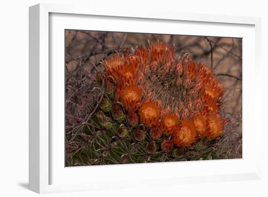 USA, Arizona, Tucson, Saguaro National Park, Rincon Mountain District-Peter Hawkins-Framed Photographic Print